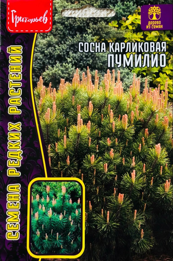 Сосна_Пумилио (карликовая) б/ф_10_шт._Григорьев