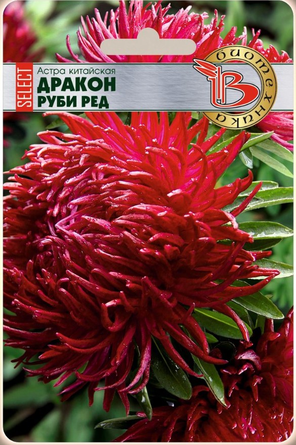 Астра_Дракон Селект Руби Ред (хризантемовидная)_30_шт._Биотехника