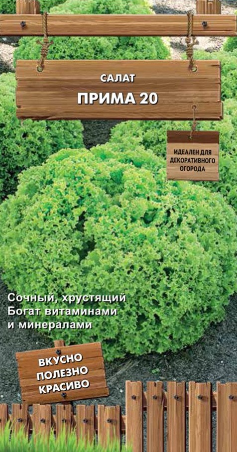 Салат_Прима 20 (п/кочан) (Декоративный огород)_1_г._Поиск