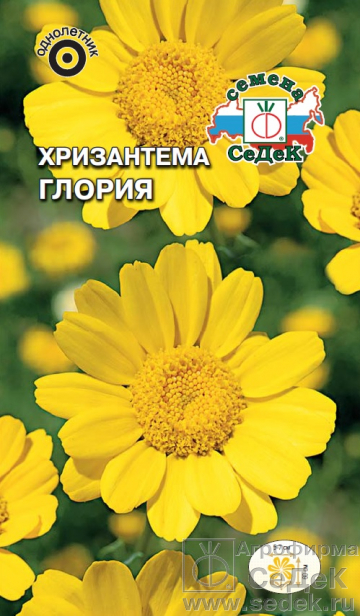 Хризантема_Глория_0,5_г._Седек