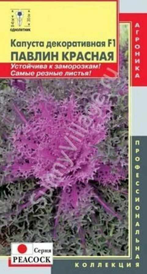 Капуста_декоративная_Павлин Красная F1_0,04_шт._Плазменные семена