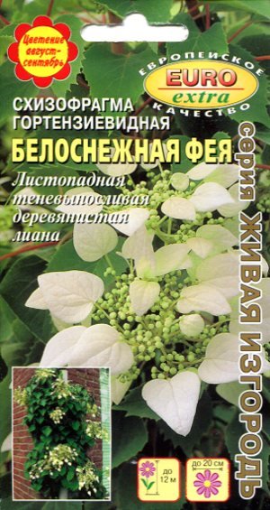 Схизофрагма_Белоснежная фея гортензиевидная_0_г._Аэлита Э