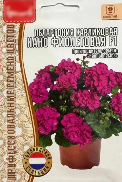 Герань (Пеларгония)_Нано F1 Фиолетовая (карликовая) б/ф_3_шт._Григорьев
