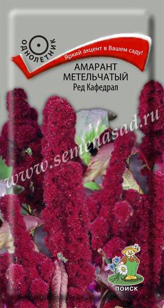 Амарант_Ред Кафедрал (метельчатый)_0,1_г._Поиск