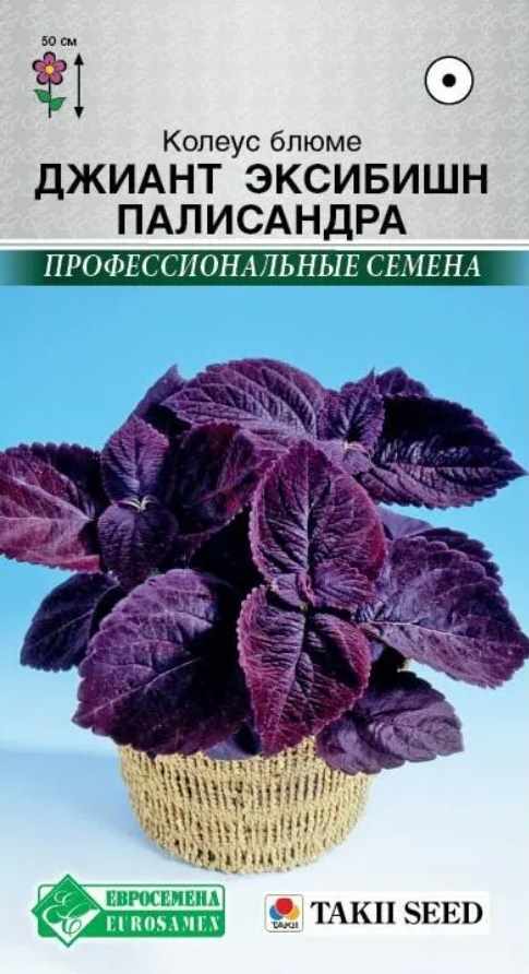 Колеус_Джиант Эксибишн Палисандра (Профессиональные семена)_0,04_шт._ЕВРОСЕМЕНА