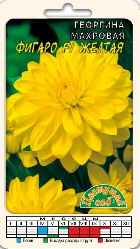 Георгин_Фигаро Желтая_0,05_г._Цветущий Сад