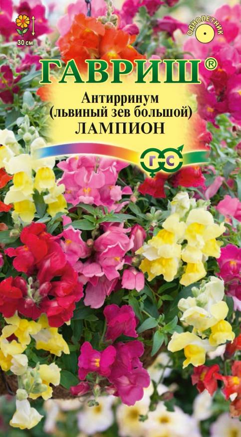 Гелихризум (бессмертник)_Королевский размер Золотой_0,1_г._Поиск