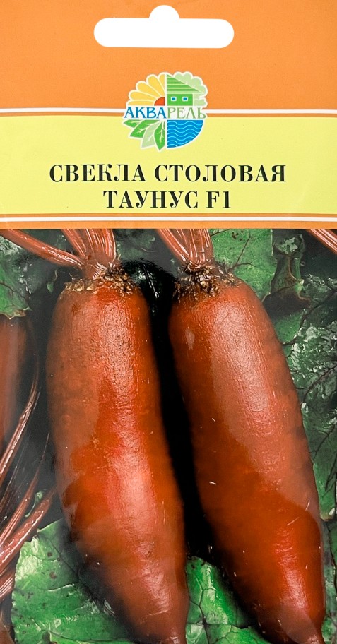 Свекла_Таунус F1_1_г._Акварель