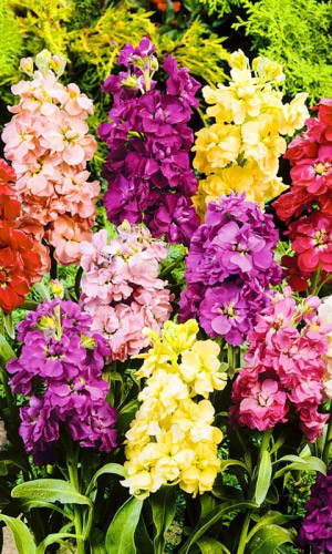 Левкой (маттиола)_Весёлый гном см_0,1_г._Уральский Дачник