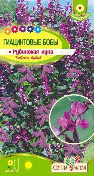 Бобы_Гиацинтовые (долихос) Рубиновая Луна_1_г._Семена Алтая