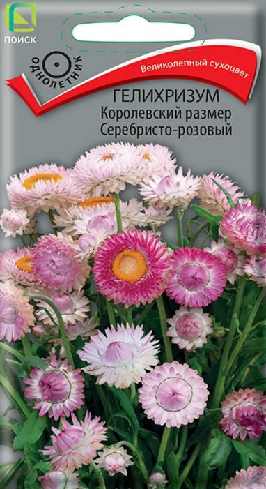 Гелихризум (бессмертник)_Серебристо-Розовый (великолепный сухоцвет)_0,1_г._Поиск