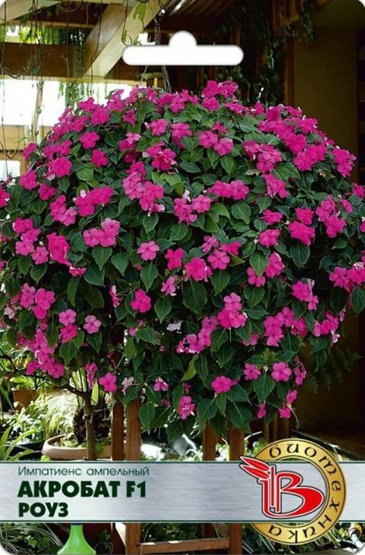 Бальзамин_Акробат Роуз F1 (амп)_0,04_шт._Биотехника