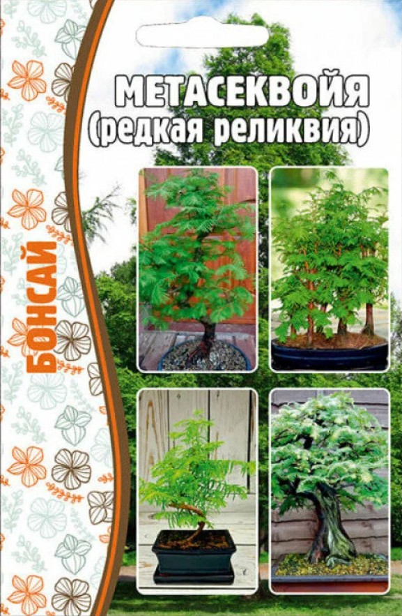 Метасеквойя_Реликвия б/ф_10_шт._Григорьев