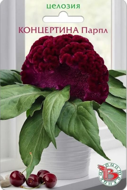 Целозия_Концертина Парпл (гребенчатая)_8_шт._Биотехника