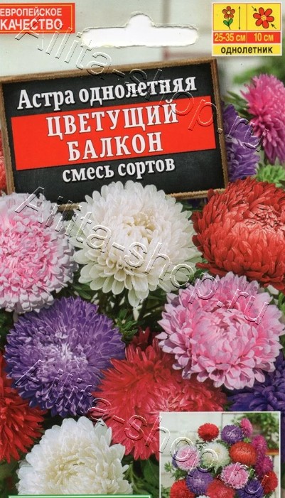Астра_Садовая см_0,2_г._Акварель