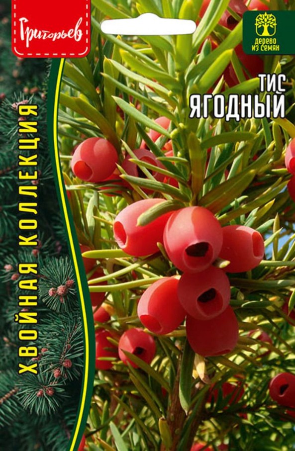 Тис_Ягодный б/ф_10_шт._Григорьев