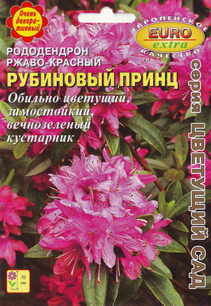 Рододендрон_Рубиновый принц_0_г._Аэлита Э