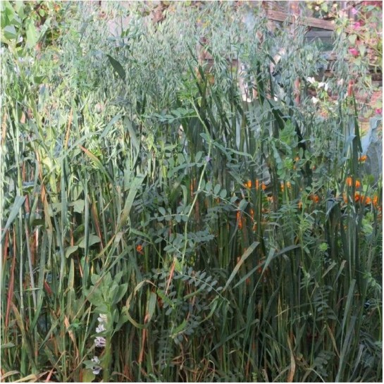 Смесь вико-овсянная (30/70) ( вес.) кг