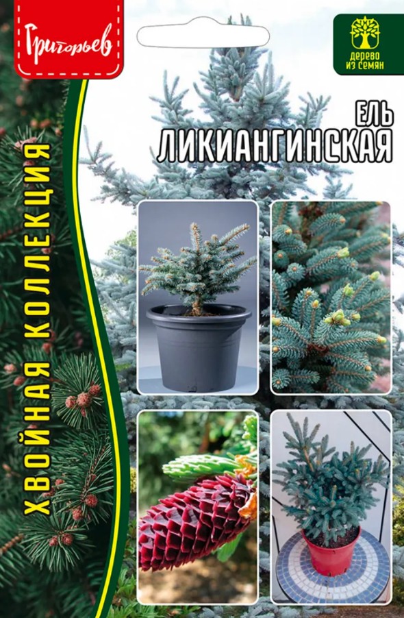 Ель_Ликиангинская б/ф_15_шт._Григорьев