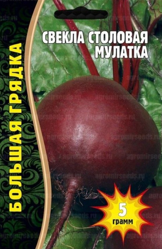Свекла_Мулатка столовая ВП б/ф_5_г._Григорьев