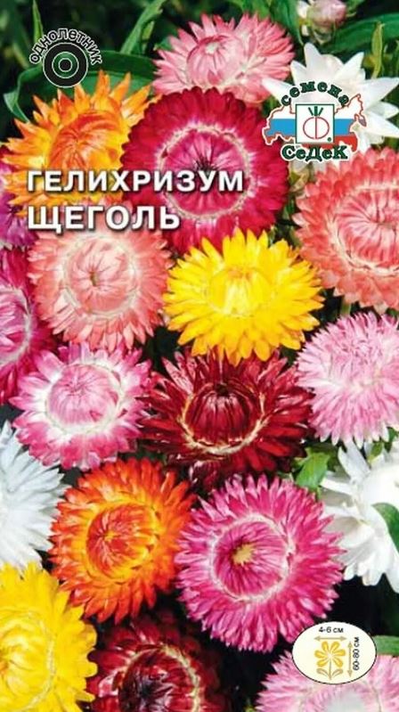 Гелихризум (бессмертник)_Щеголь см_0,04_г._Седек