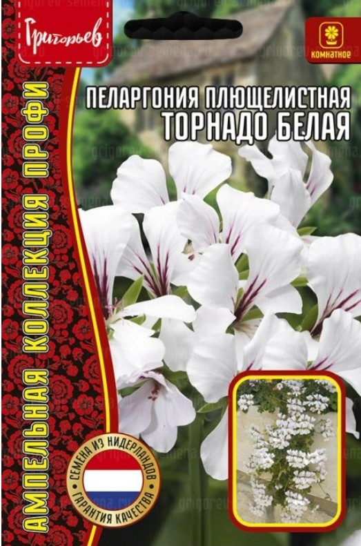 Герань (Пеларгония)_Торнадо Белая (плющелистная) б/ф_3_шт._Григорьев