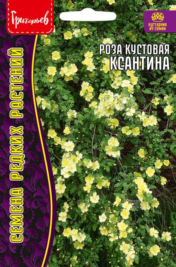 Роза_Кустовая Ксантина б/ф_10_шт._Григорьев
