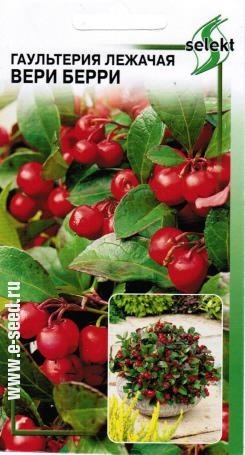Гаультерия_Вери Берри_10_шт._Дом Семян С-П