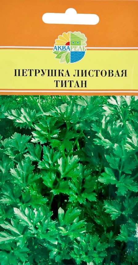 Петрушка_Титан (листовая)_1,5_г._Акварель