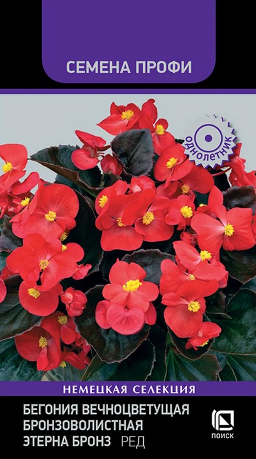 Бегония_Этерна Бронз Ред (профи) (вечноцв)_10_шт._Поиск