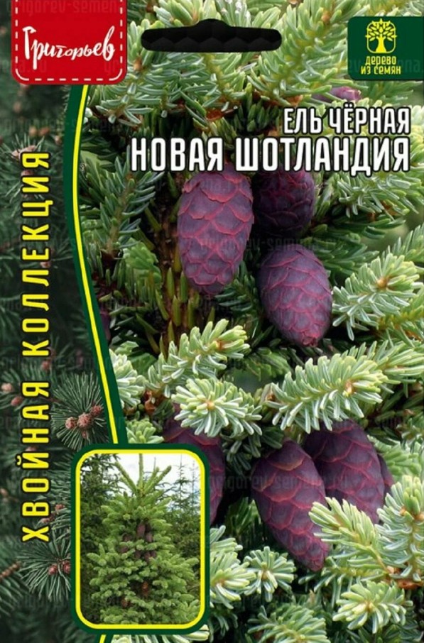 Ель_Новая Шотландия чёрная б/ф_20_шт._Григорьев