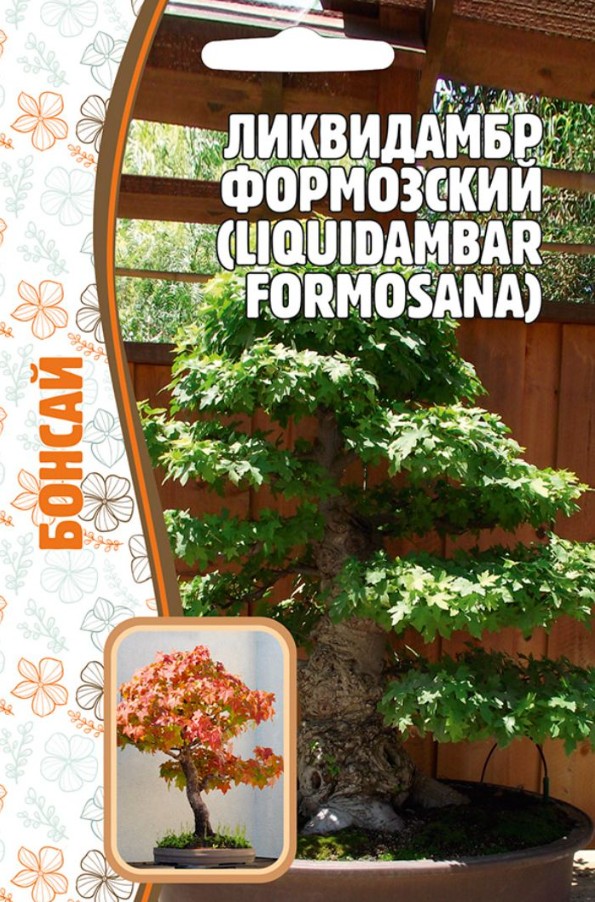 Ликвидамбар_Формозский (Liquidambar formosana) б/ф_10_шт._Григорьев