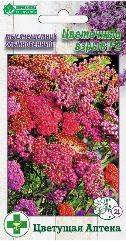 Ахиллея (тысячелистник)_Цветочный Взрыв_7_шт._Евросемена