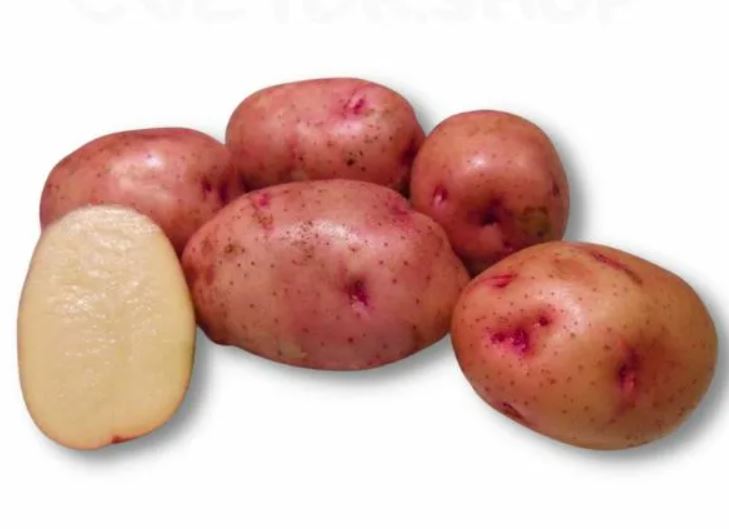 Жуковский ранний репродукция ( сетка 2кг ) кг