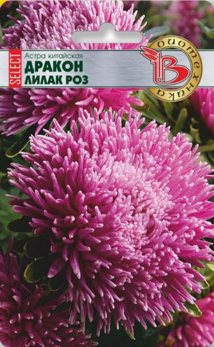 Астра_Дракон Селект Лилак Роуз (хризантемовидная)_30_шт._Биотехника