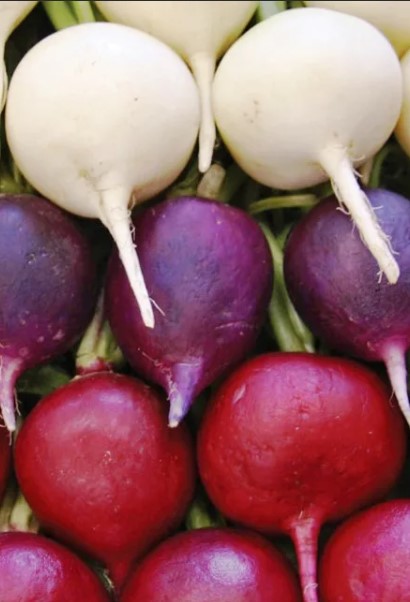 Редька_Ассорти см_1_г._Аэлита Э