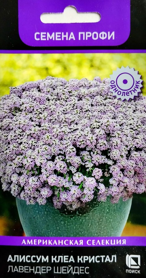 Алиссум (лобулярия)_Клеар Кристалс Лавендер Шейд_10_шт._АгроСидсТрейд