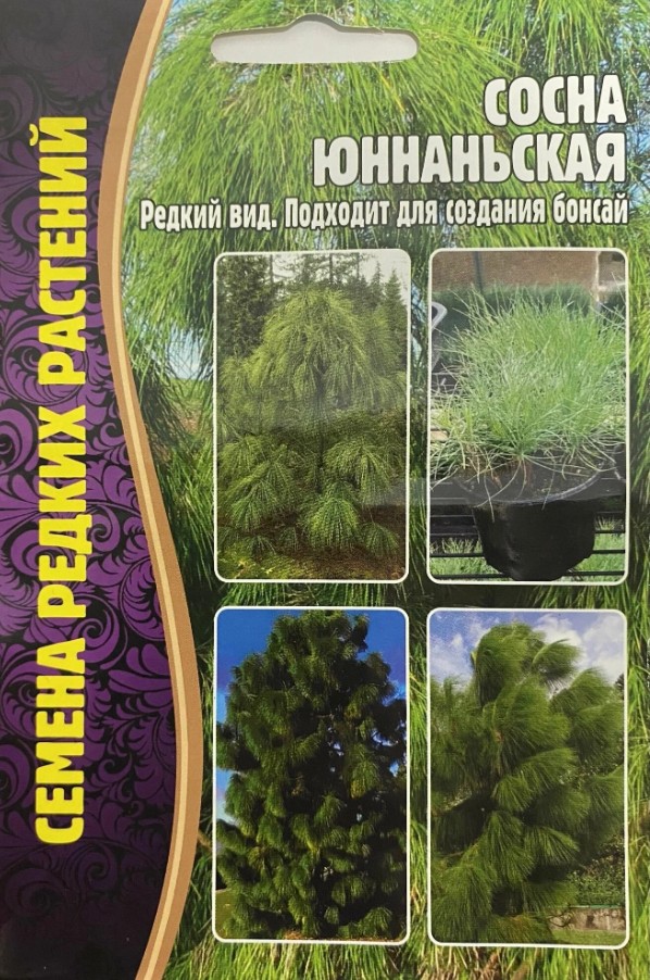 Сосна_Юннаньская б/ф_25_шт._Григорьев