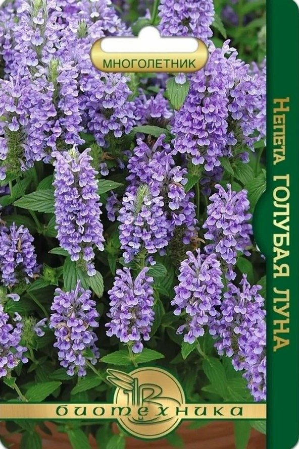 Котовник (непета)_Голубая Луна_8_шт._Биотехника