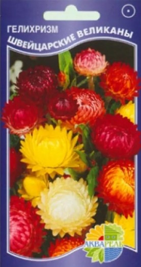 Гелихризум (бессмертник)_Швейцарские Великаны см_0,1_г._Акварель