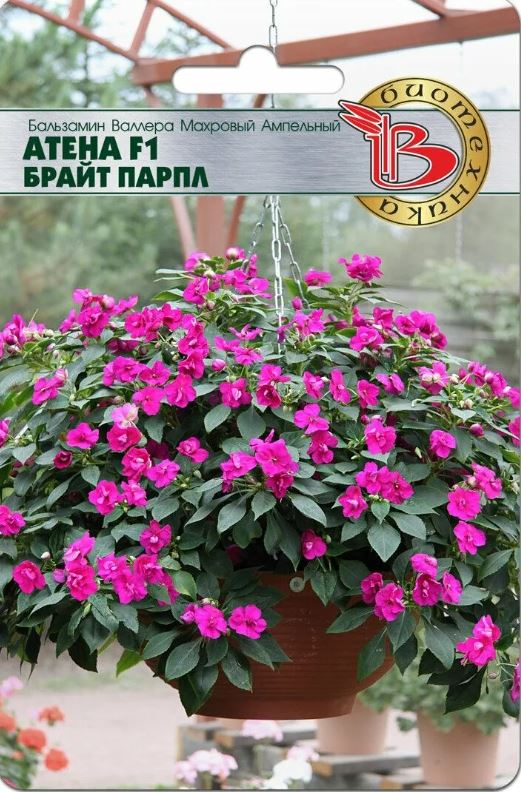 Бальзамин_Атена F1 Брайт Парпл (амп махр)_0,04_шт._Биотехника
