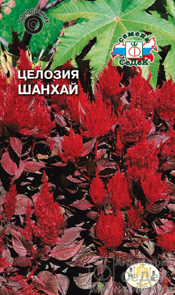 Целозия_Шанхай (перистая) (лист пурпурный)_0,1_г._Седек