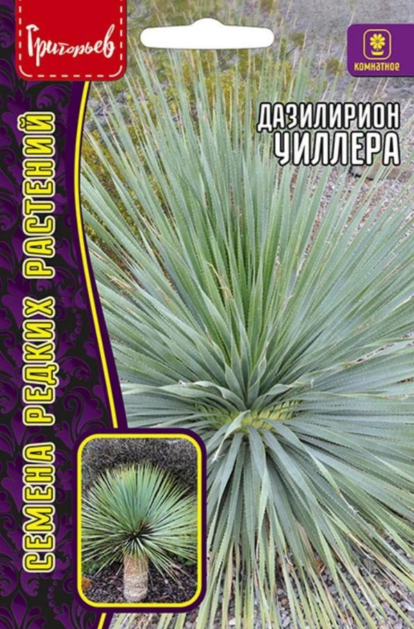 Пальма_Дазилирион Уиллера б/ф_10_шт._Григорьев