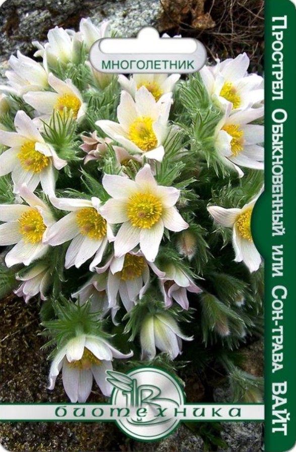 Прострел (сон-трава, пульсатилла)_Вайт_10_шт._Биотехника