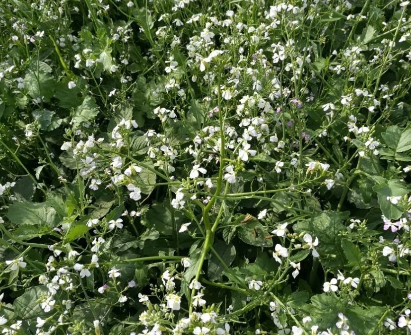 Редька Масличная ( вес.) кг