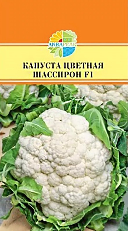 Капуста_цветная_Шассирон F1_15_шт._Акварель