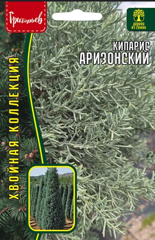 Кипарис_Аризонский б/ф_0,1_г._Григорьев