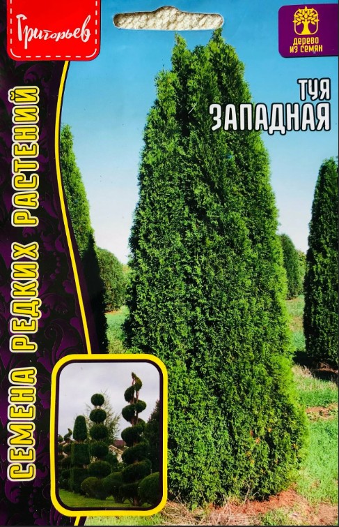 Туя_Западная Декора б/ф_10_шт._Григорьев