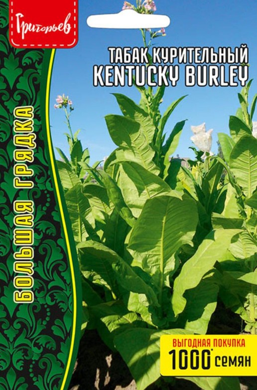 Табак курительный (махорка)_Кентукки Беркли (Kentucky Burley) б/ф_0,02_г._Григорьев