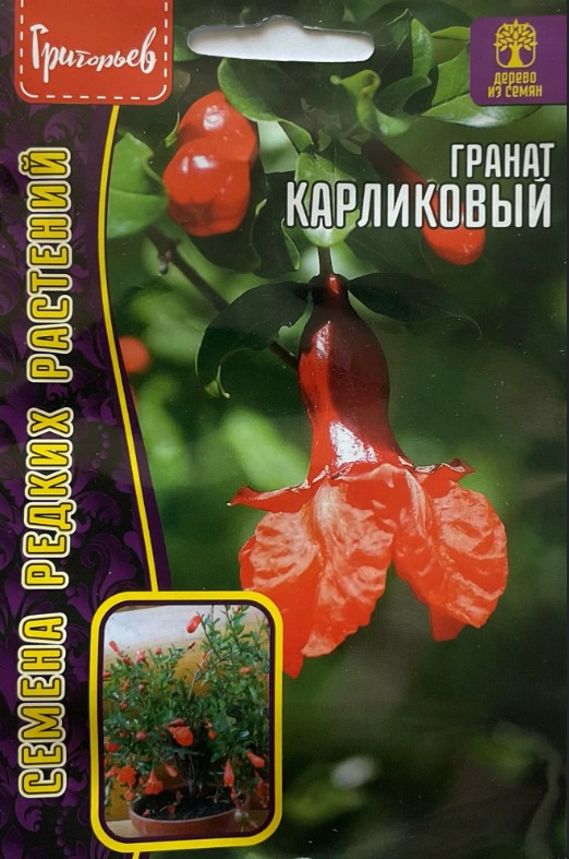 Гранат_карликовый б/ф_5_шт._Григорьев